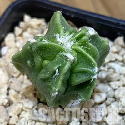 SH29945 Astrophytum myriostigma ‘Fukuryu’