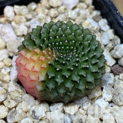 SH29947 Gymnocalycium mihanovichii 'inermis' f. variegata, seedling