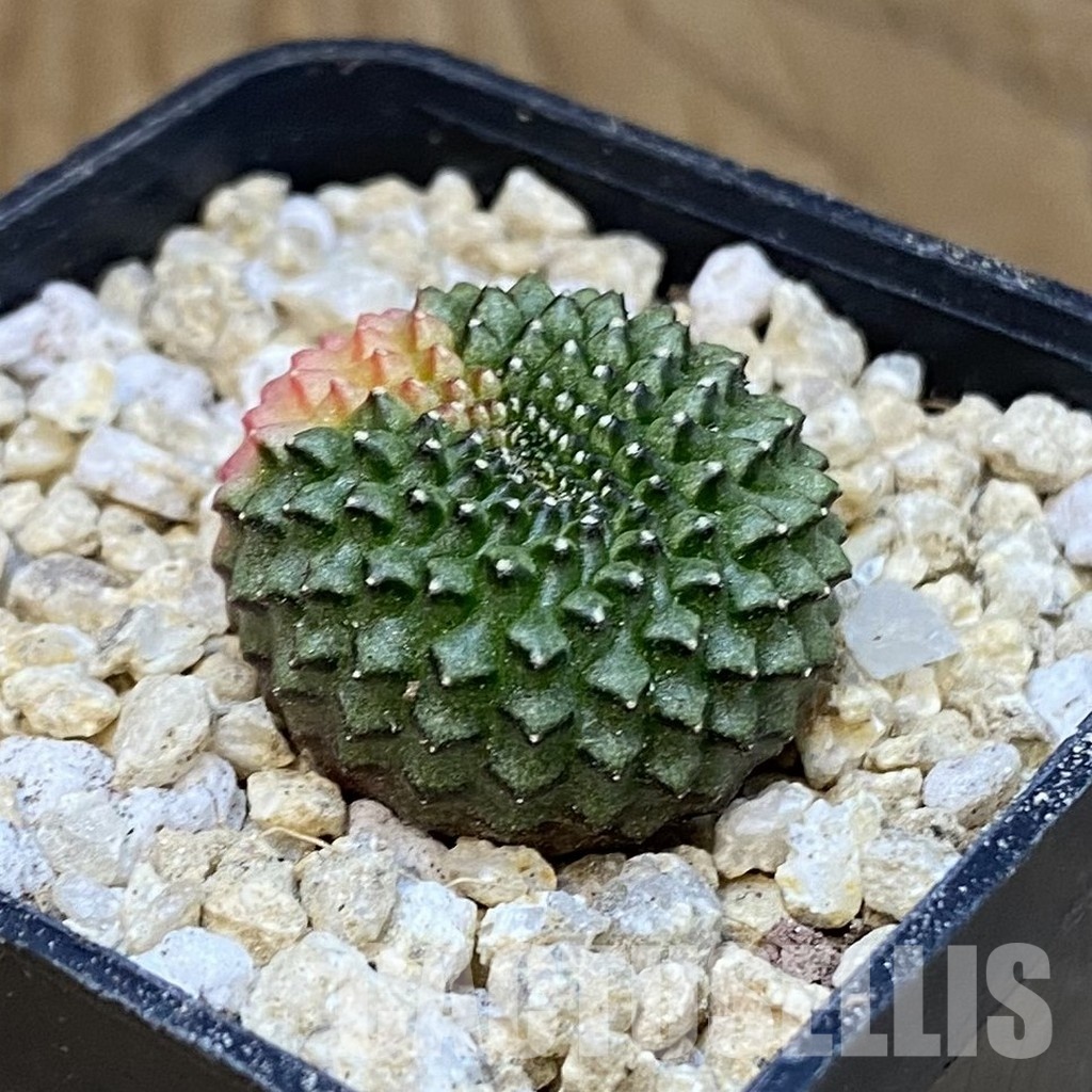SH29947 Gymnocalycium mihanovichii 'inermis' f. variegata, seedling - Image 2
