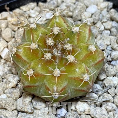 SH29950 Gymnocalycium mihanovichii ‘Neon’ hybrid