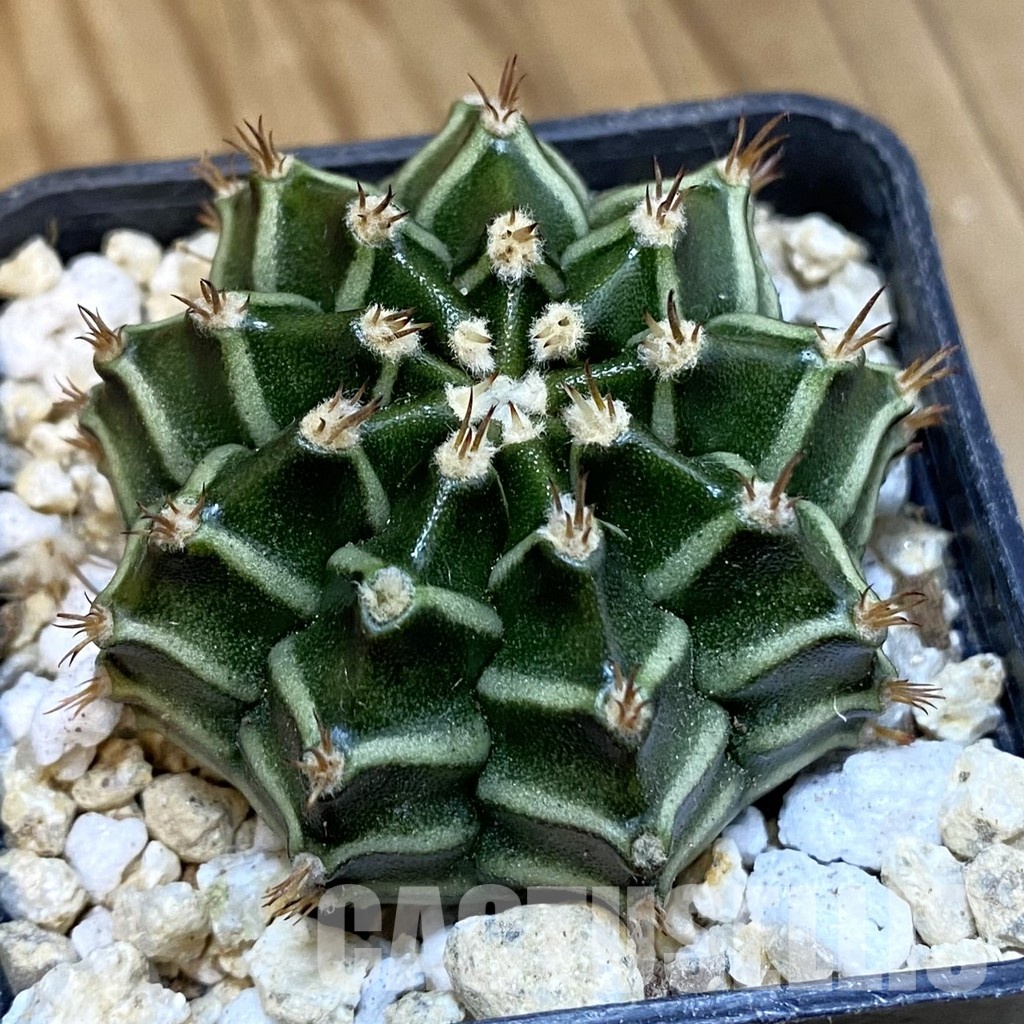 SH29951 Gymnocalycium mihanovichii ‘Tinkerbell’