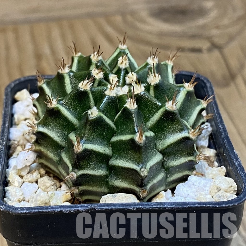 SH29951 Gymnocalycium mihanovichii ‘Tinkerbell’ - Image 2
