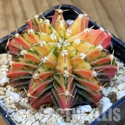 SH29953 Gymnocalycium friedrichii LB f. variegata, seedling