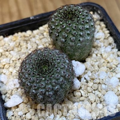 SH29956 Frailea chiquitana, seedling 2 plants