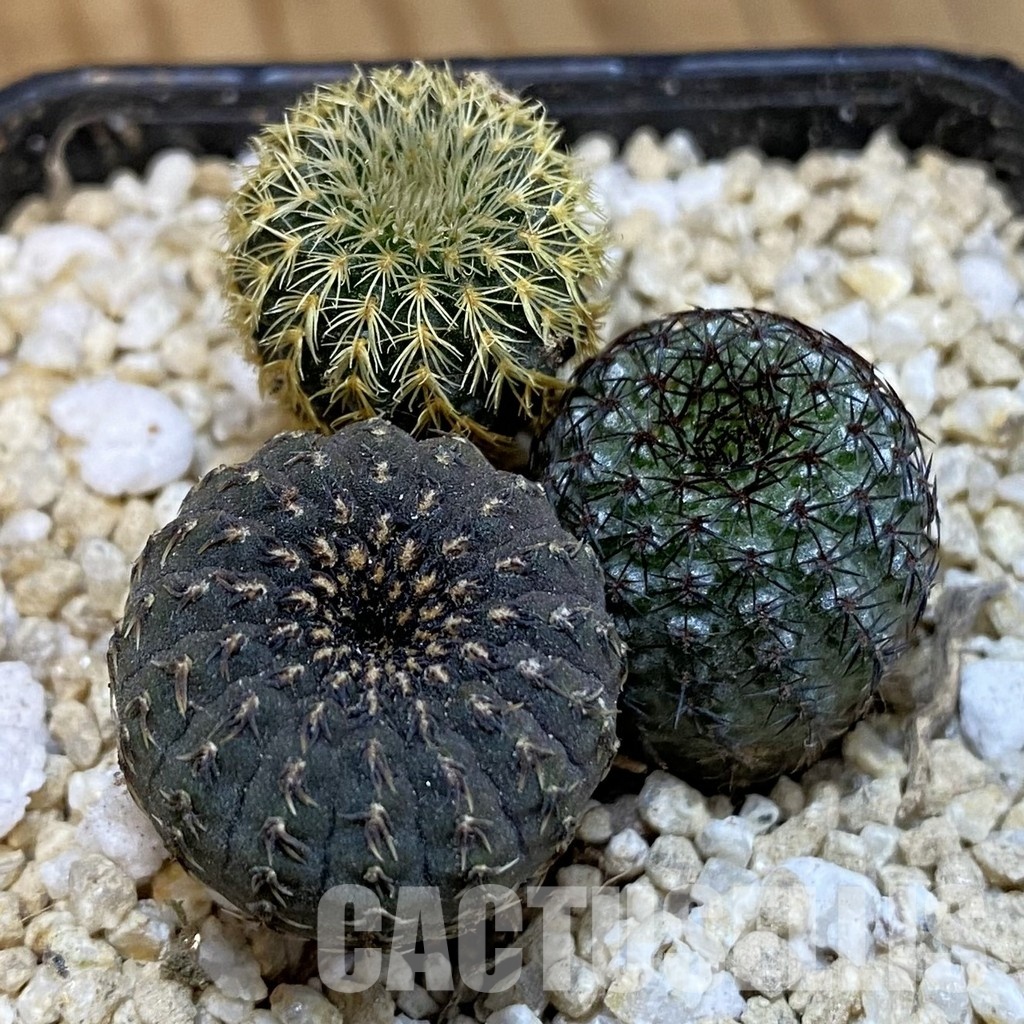 SH29957 Frailea mix