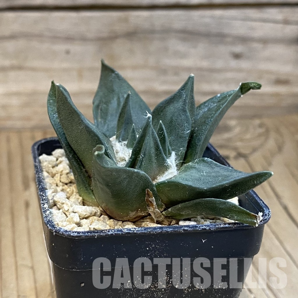 SH29903 Ariocarpus trigonus hybrid, own roots seedling - Image 2