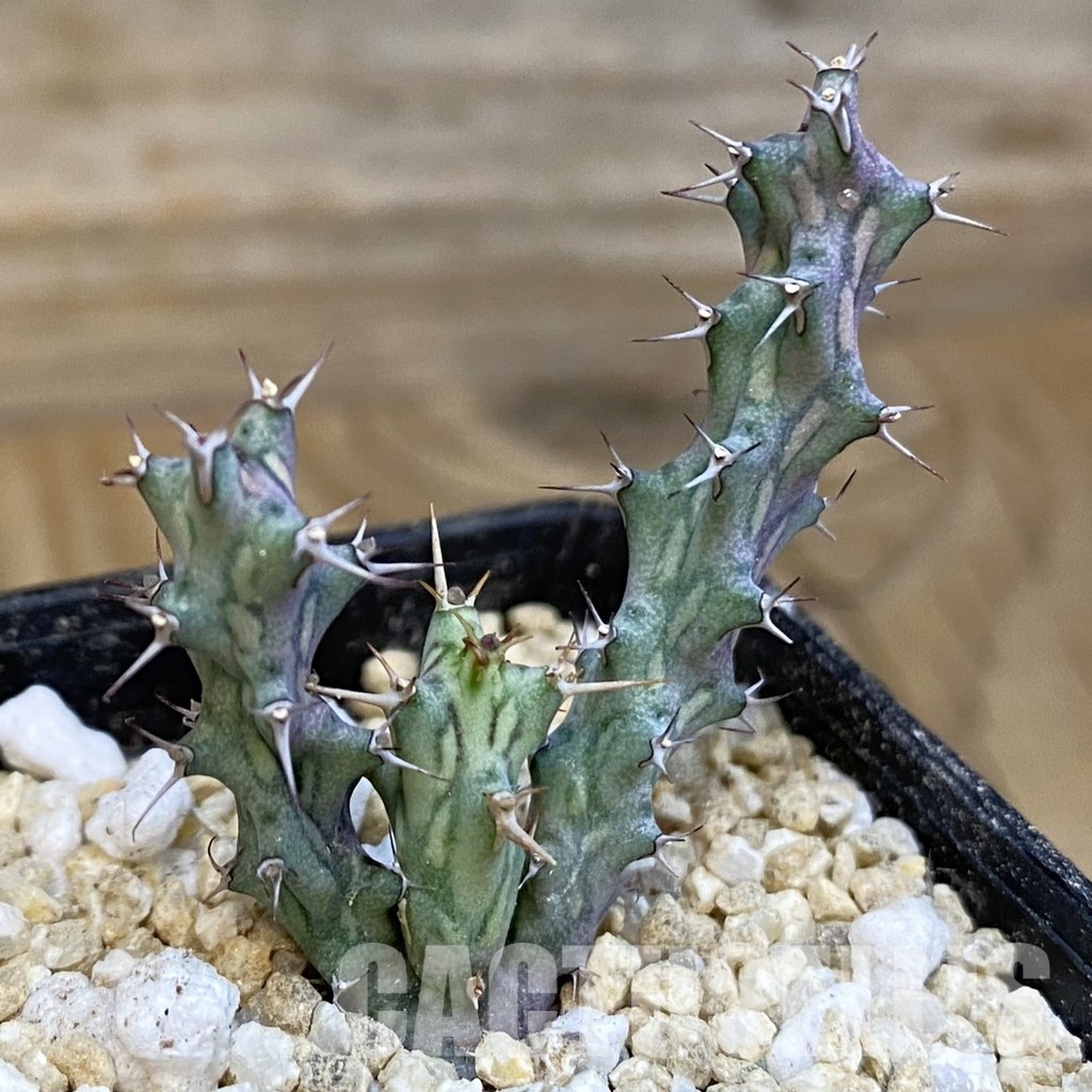 SH29959 Euphorbia sp. nova aff. similiramea