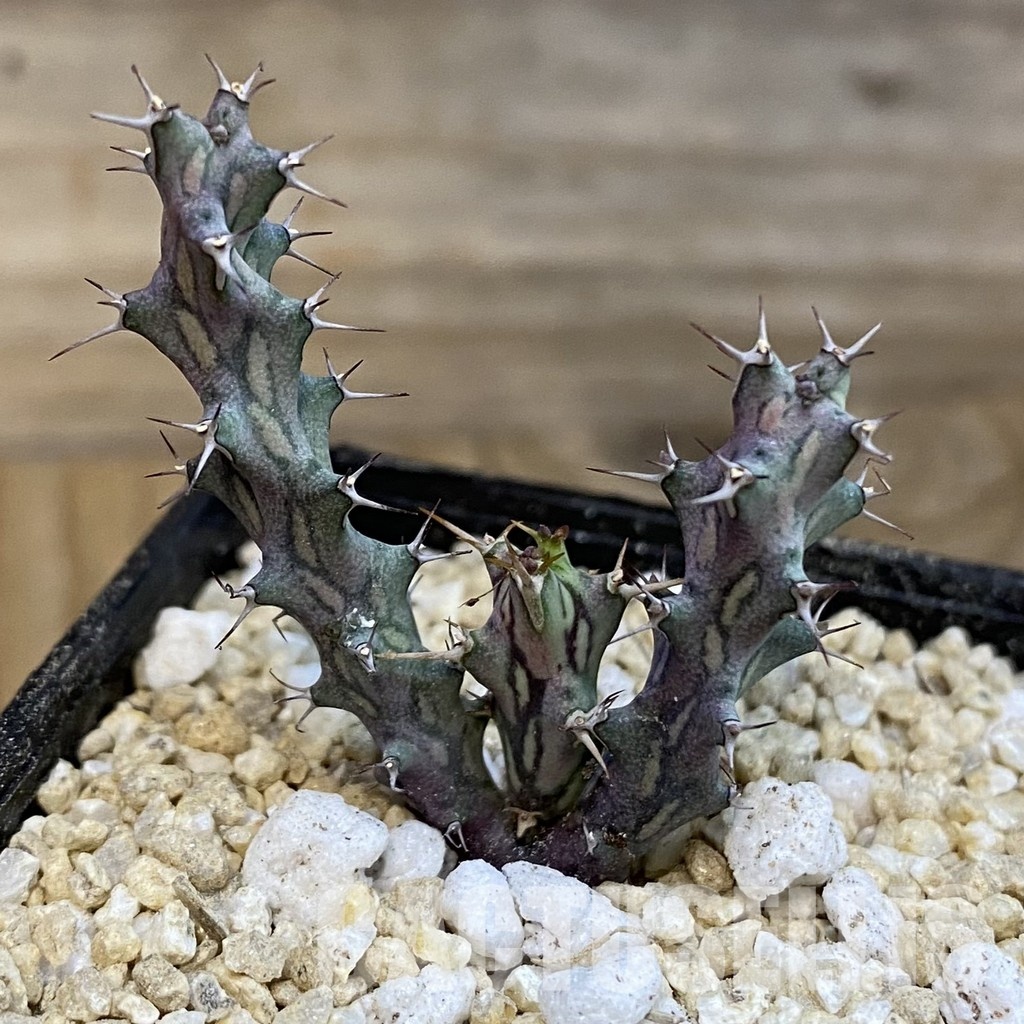 SH29959 Euphorbia sp. nova aff. similiramea - Image 2