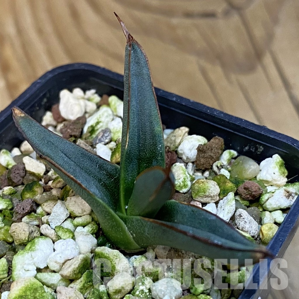 SH29960 Agave ferdinandi-regis