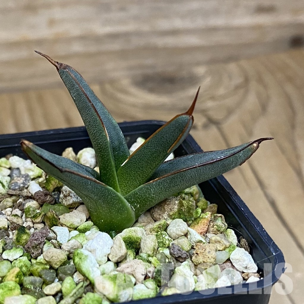 SH29960 Agave ferdinandi-regis - Image 2