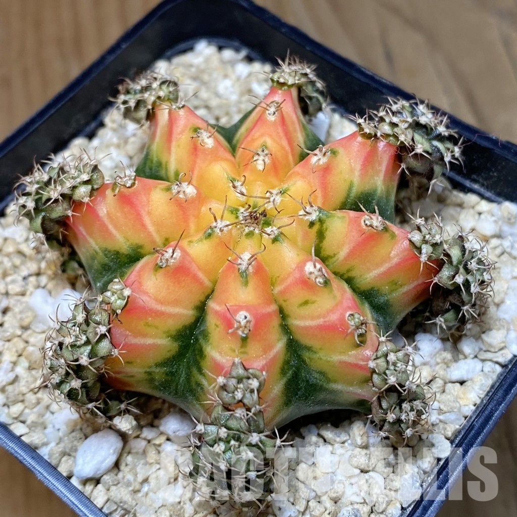SH29898 Gymnocalycium mihanovichii 'Red Chilli'