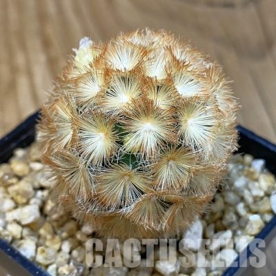 SH29962 Mammillaria carmenae hybrid