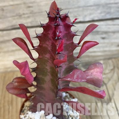 SHND29964 Euphorbia trigona ‘Rubra’