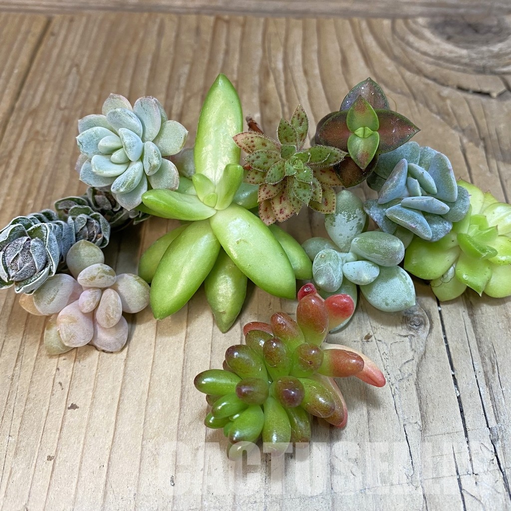 SH29965 Succulents mix, cuted