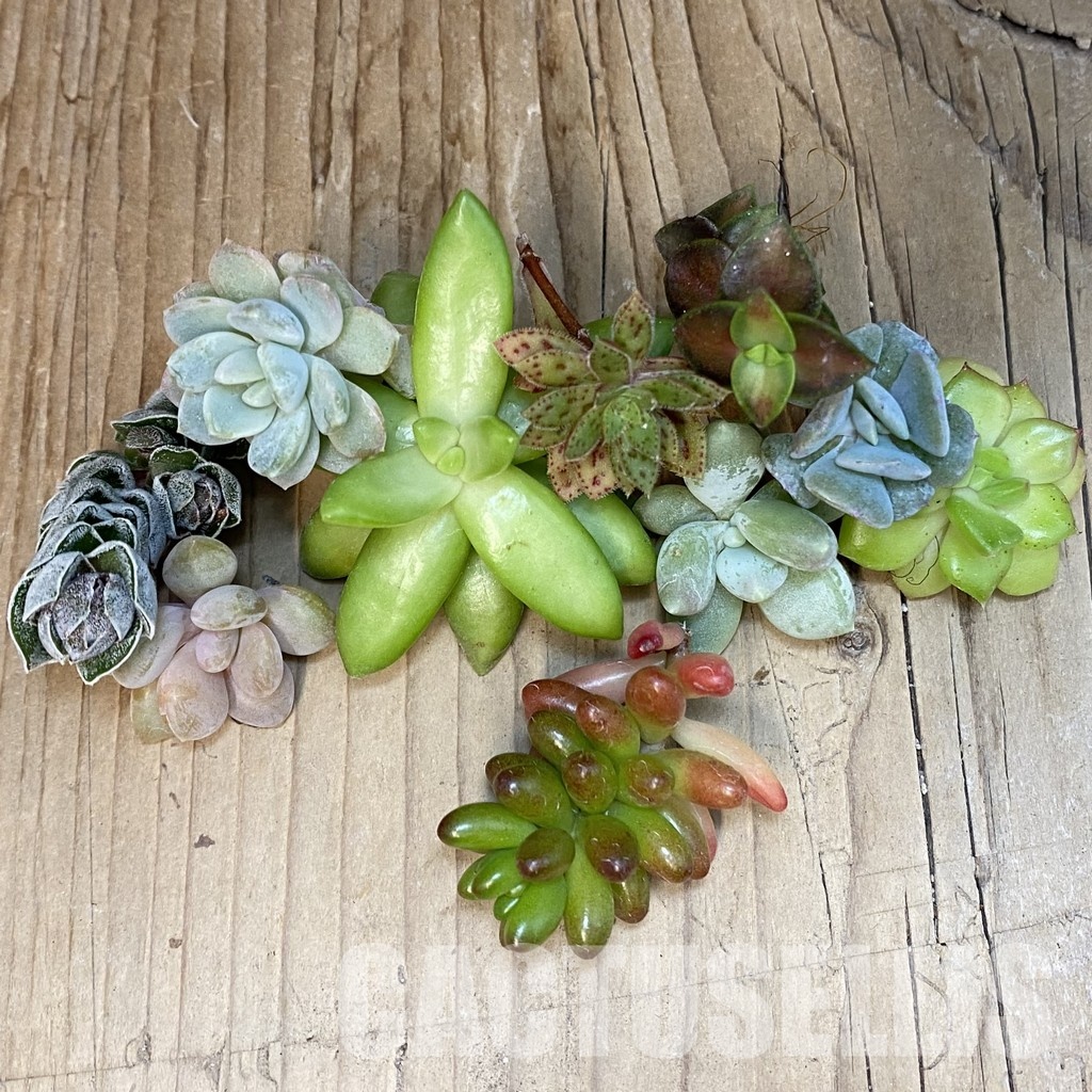 SH29965 Succulents mix, cuted - Image 2