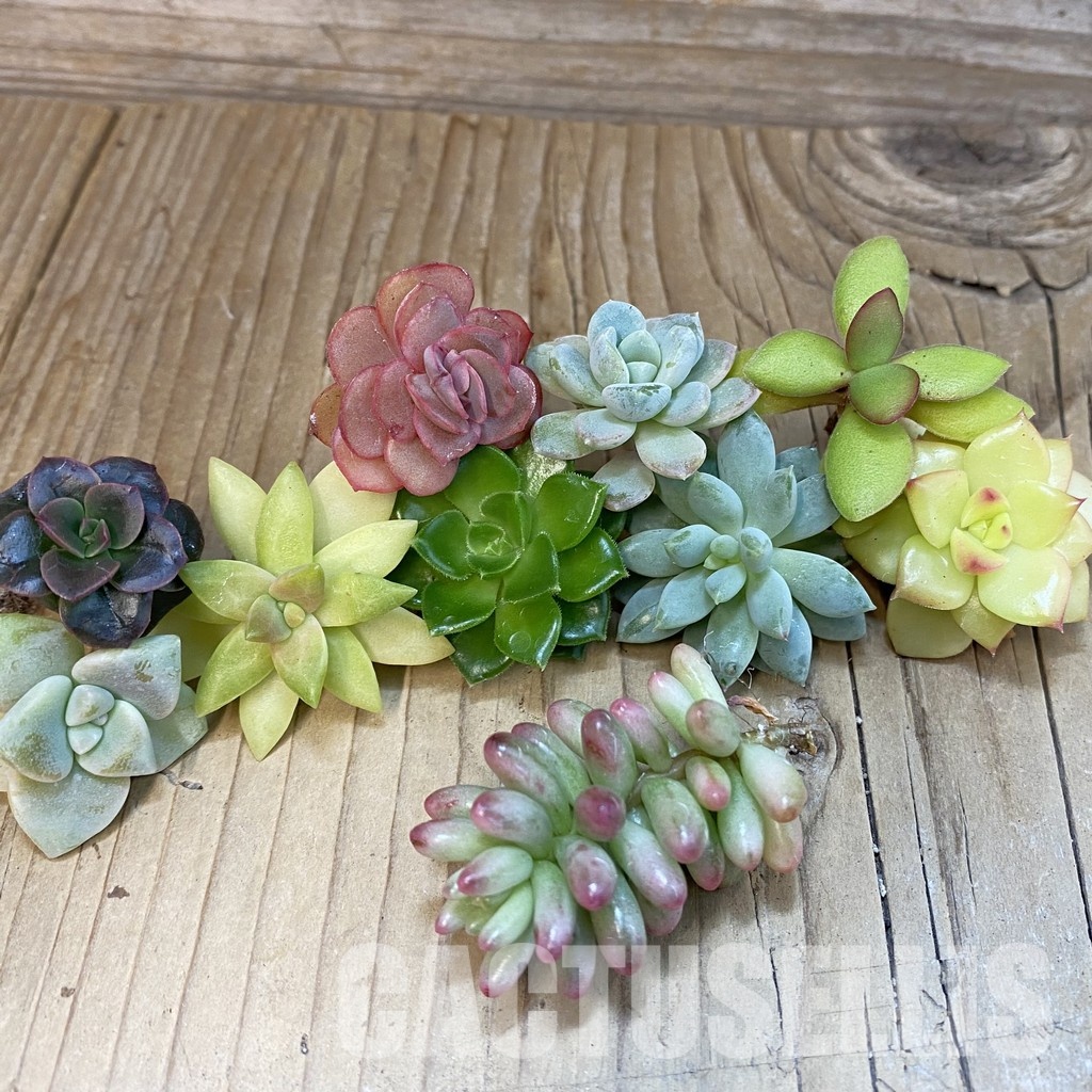 SH29966 Succulents mix, cuted