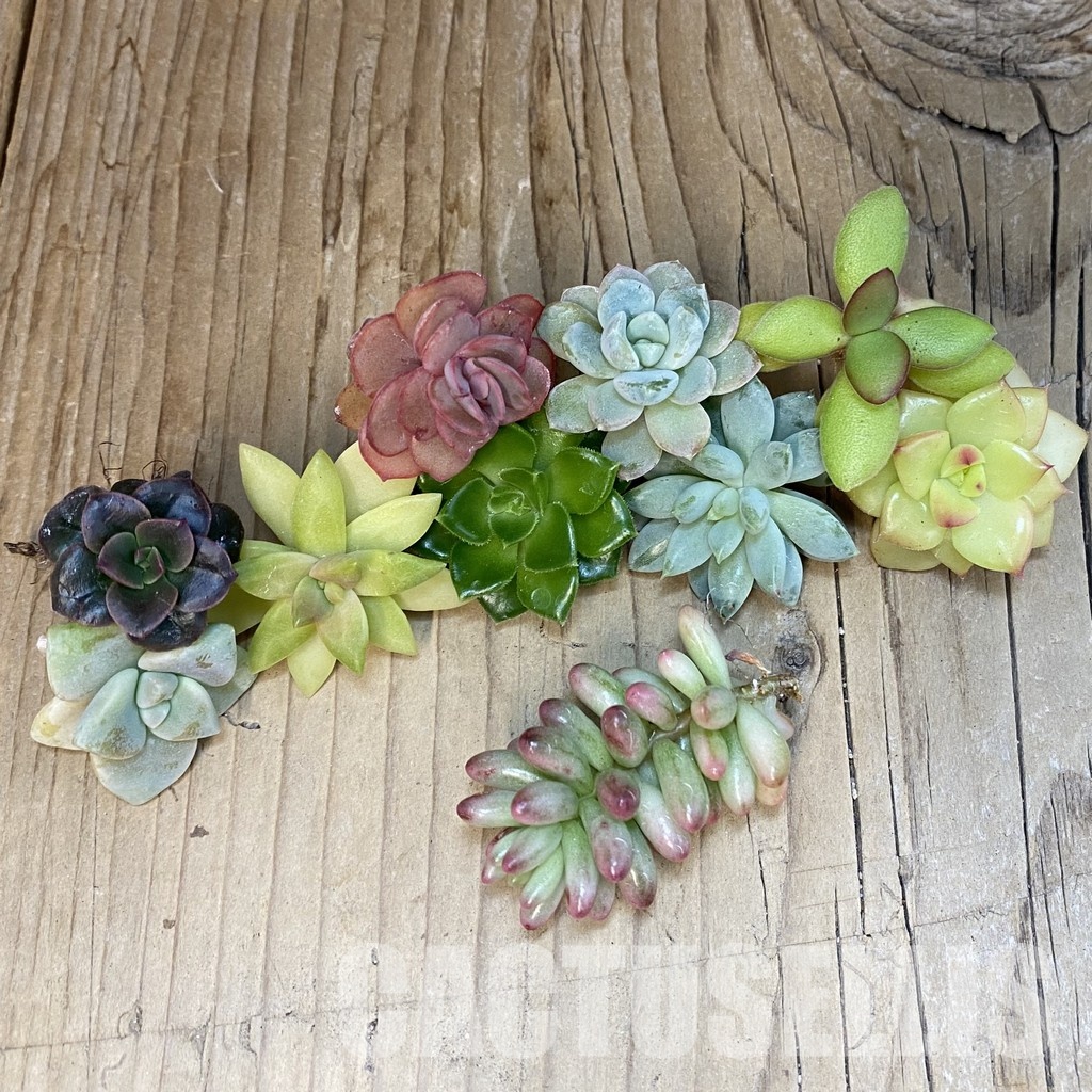 SH29966 Succulents mix, cuted - Image 2