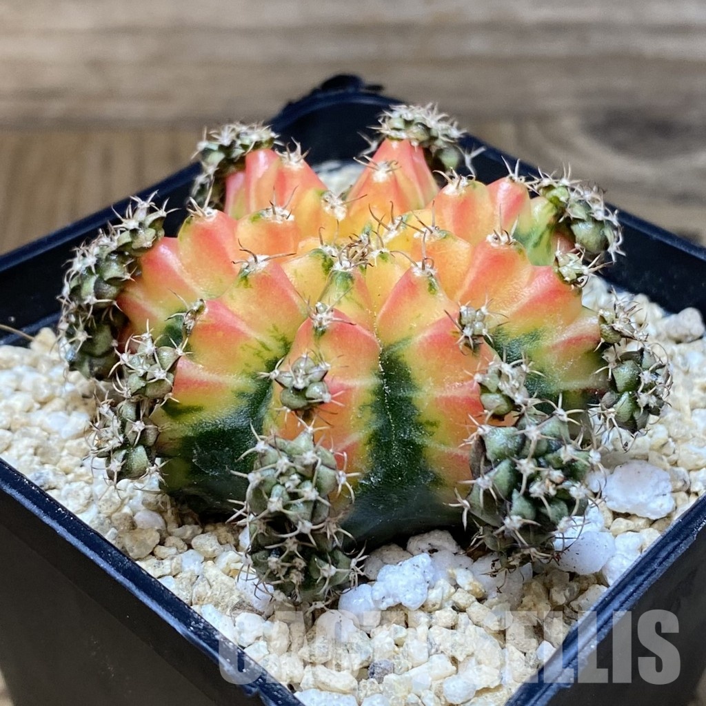 SH29898 Gymnocalycium mihanovichii 'Red Chilli' - Image 2