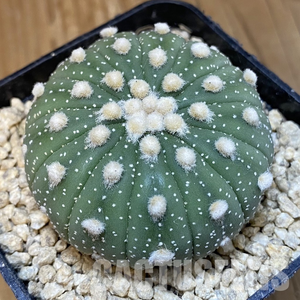 SH29907 Astrophytum asterias f. multicostatum