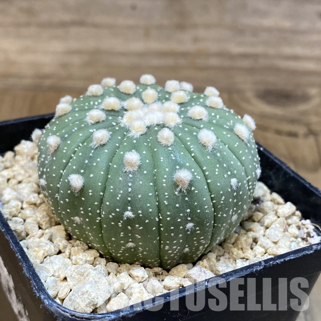 SH29907 Astrophytum asterias f. multicostatum - Image 2