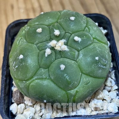 SH29908 Astrophytum asterias ‘Kikko’