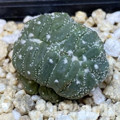 SH29909 Astrophytum asterias f. cristata