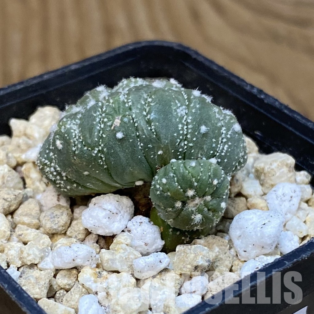SH29909 Astrophytum asterias f. cristata - Image 2