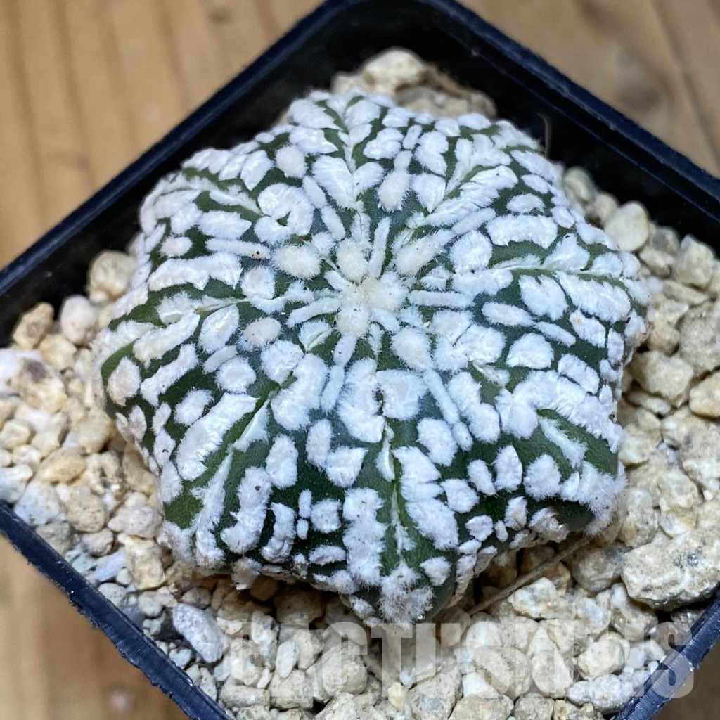 SH29911 Astrophytum asterias ‘Super Kabuto’ ‘Star Shape’