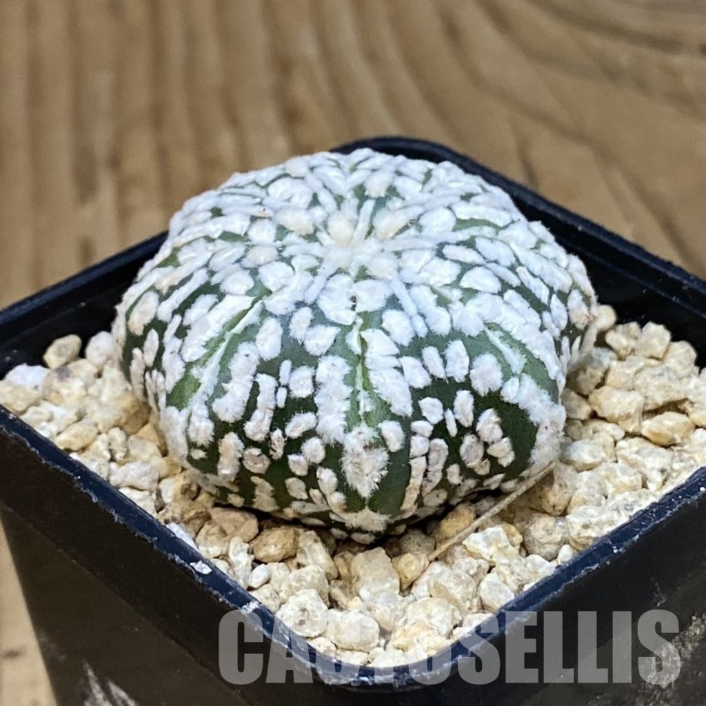 SH29911 Astrophytum asterias ‘Super Kabuto’ ‘Star Shape’ - Image 2