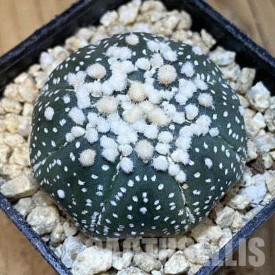 SH29915 Astrophytum asterias ‘Hanazono’