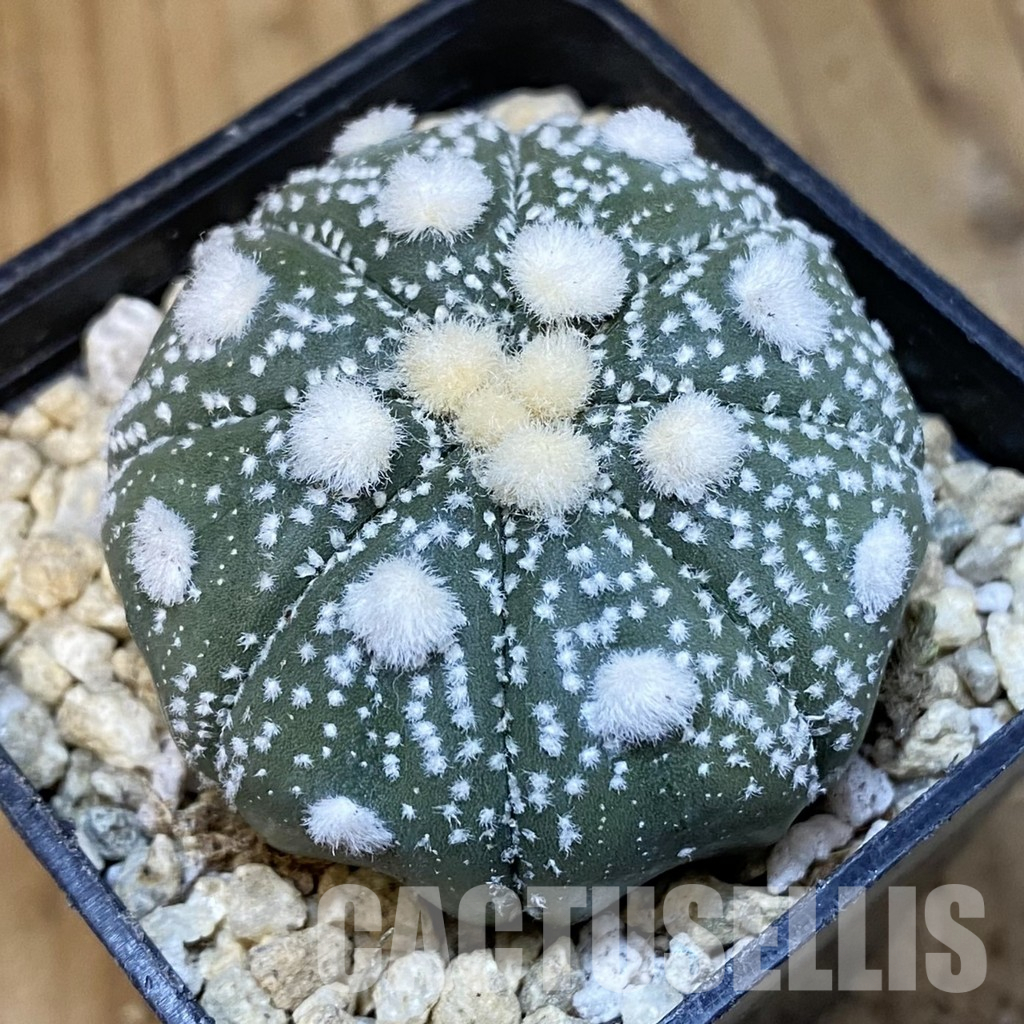 SH29917 Astrophytum asterias ‘Ooibo’