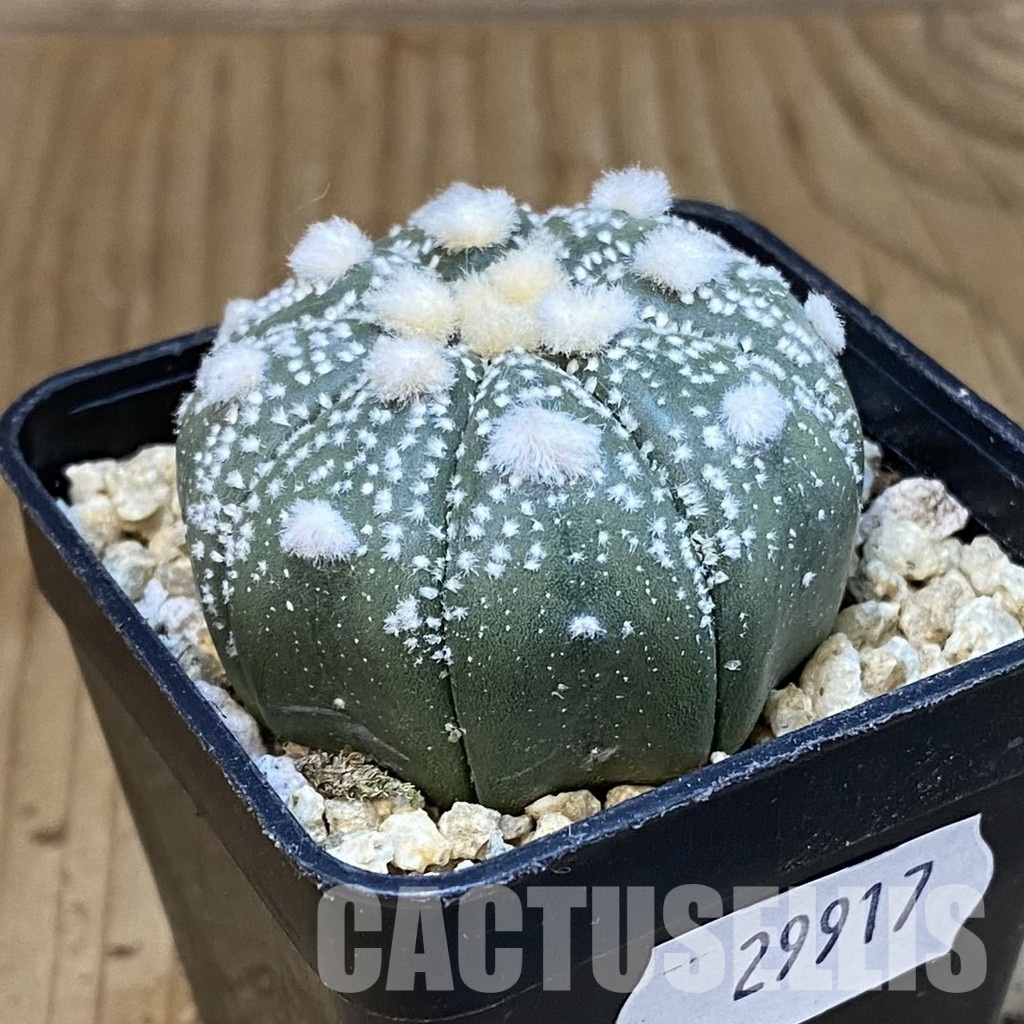 SH29917 Astrophytum asterias ‘Ooibo’ - Image 2