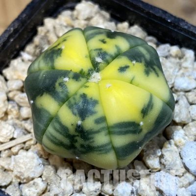 SH29919 Astrophytum asterias f. variegata, 6-ribs