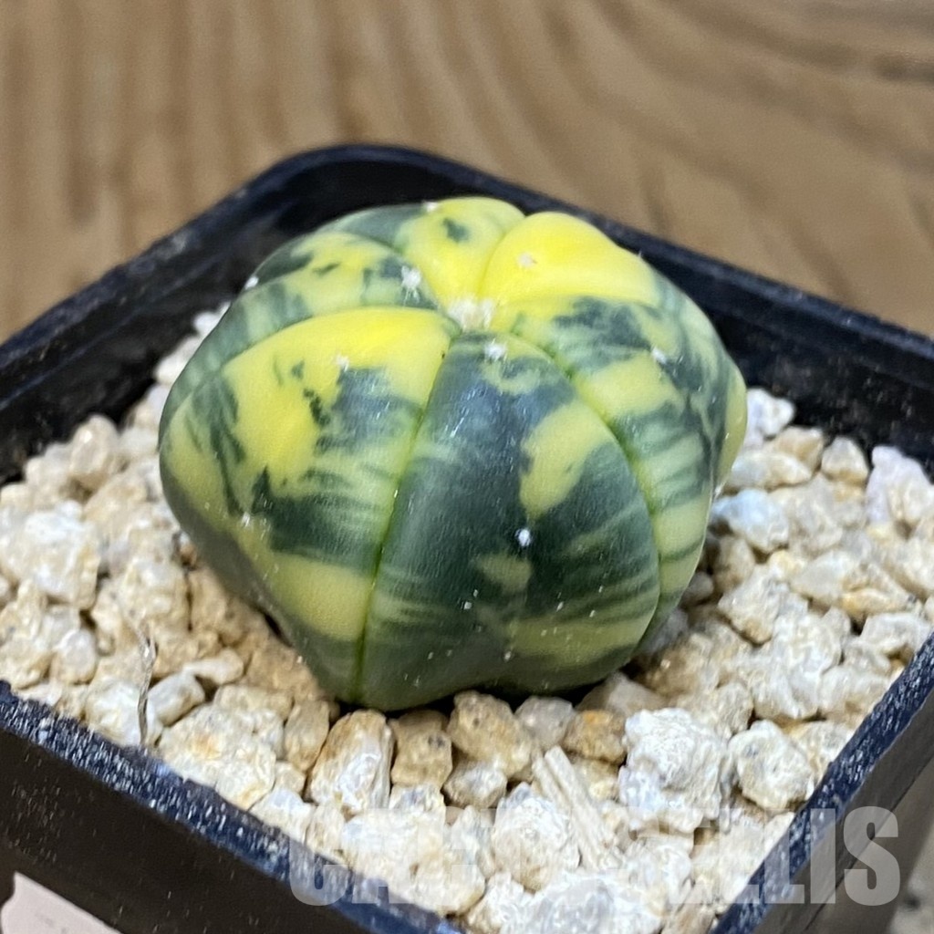 SH29919 Astrophytum asterias f. variegata, 6-ribs - Image 2