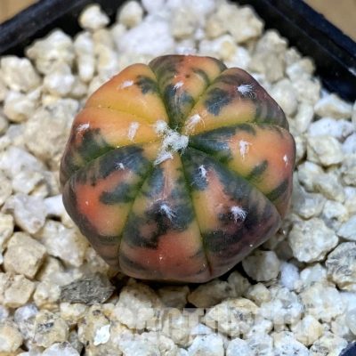 SH29922 Astrophytum asterias ‘Red Purple Skin’ f. variegata