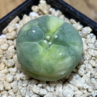 SH29926 Anhalonium frichii f. variegata, seedling, own roots