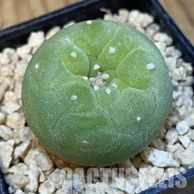 SH29927 Anhalonium frichii v. albiflora