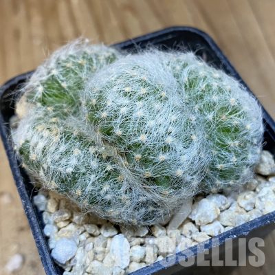 SH29928 Mammillaria baumii f. cristata