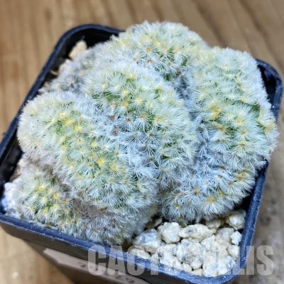 SH29929 Mammillaria carmenae f. cristata