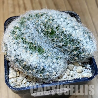SH30035 Mammillaria baumii f. cristata