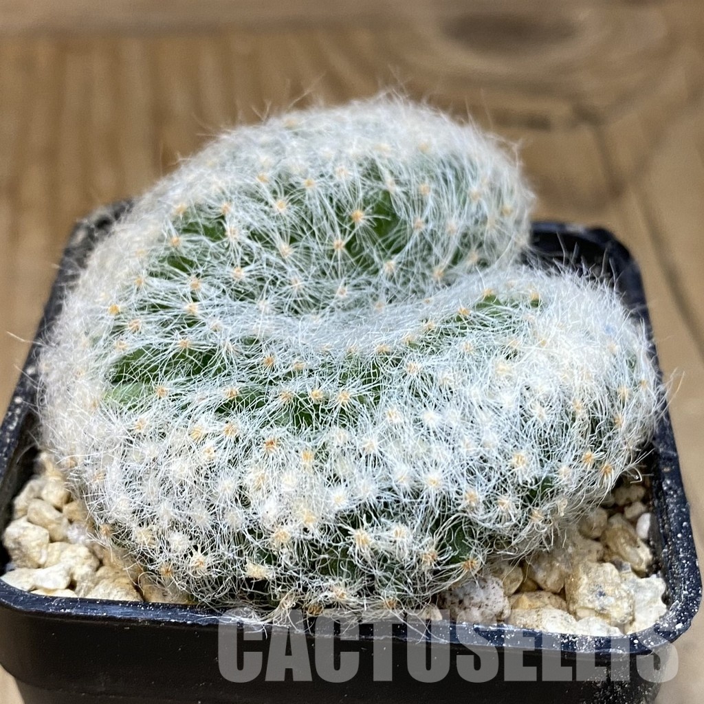 SH30035 Mammillaria baumii f. cristata - Image 2