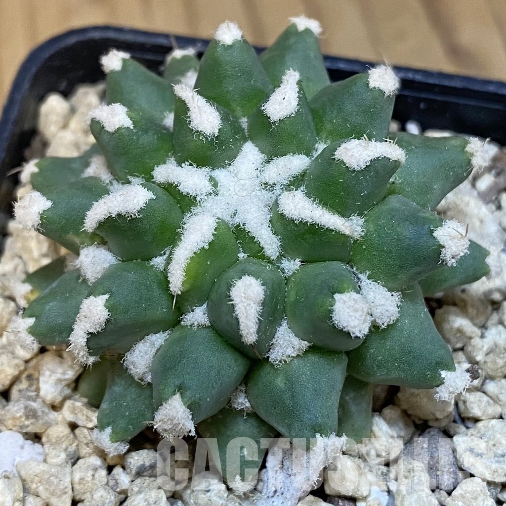 SH30037 Mammillaria bucareliensis ‘Erusamu’ f. pectinatus