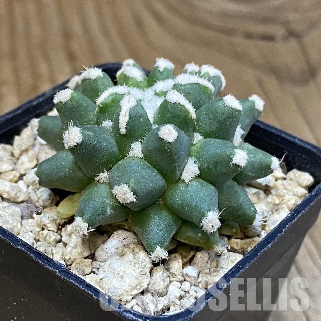 SH30037 Mammillaria bucareliensis ‘Erusamu’ f. pectinatus - Image 2