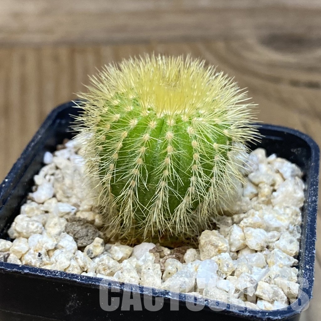 SH30039 Uebelmannia eriocactoides - Image 2