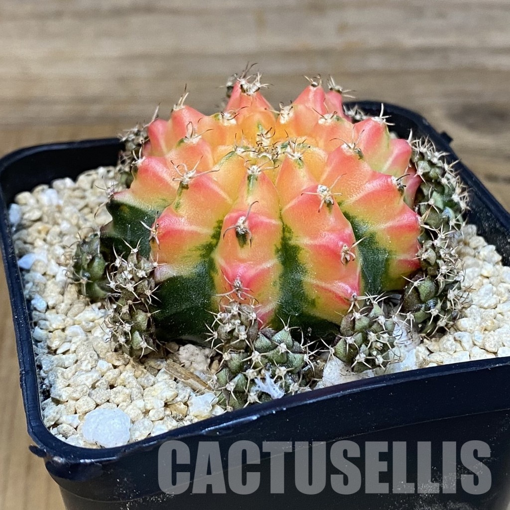 SH30005 Gymnocalycium mihanovichii 'Red Chilli' - Image 2