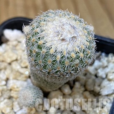 SH30041 Epithelantha micromeris v. polycephala