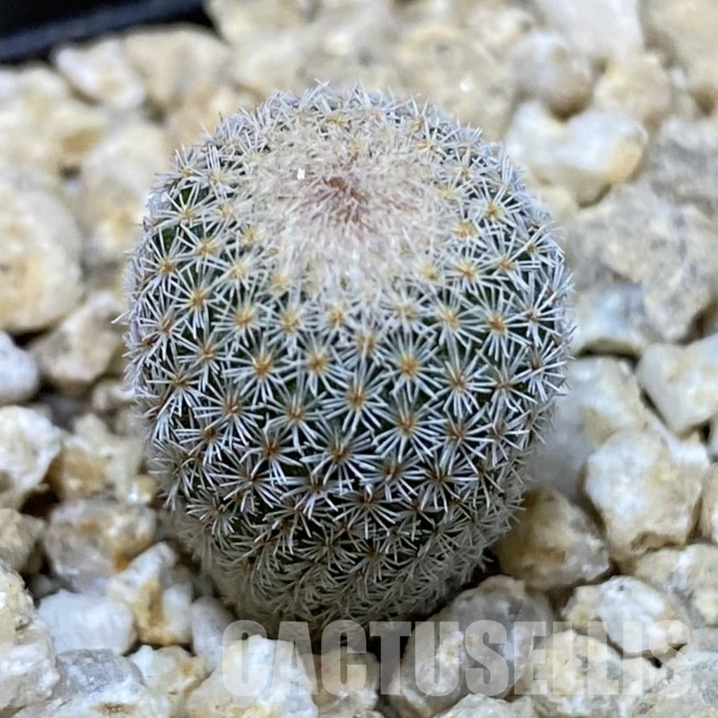 SH30042 Epithelantha micromeris v. polycephala