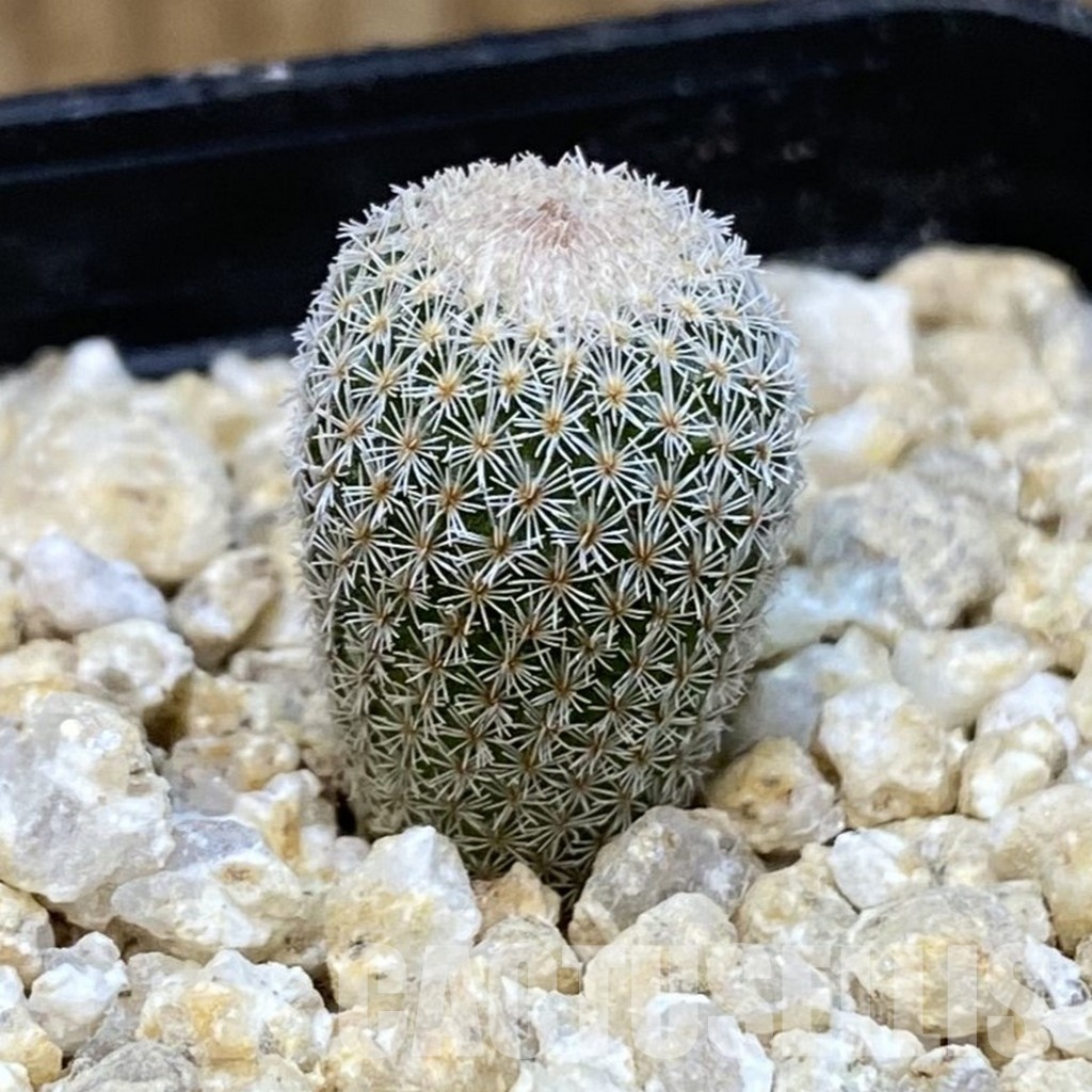SH30042 Epithelantha micromeris v. polycephala - Image 2