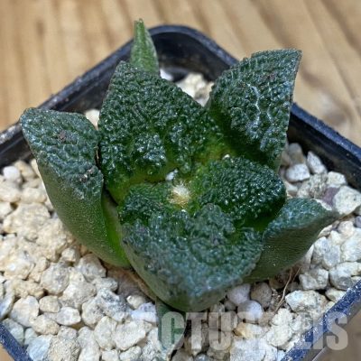 SH30044 Ariocarpus fissuratus ‘Godzilla’ hybrid , own roots seedling