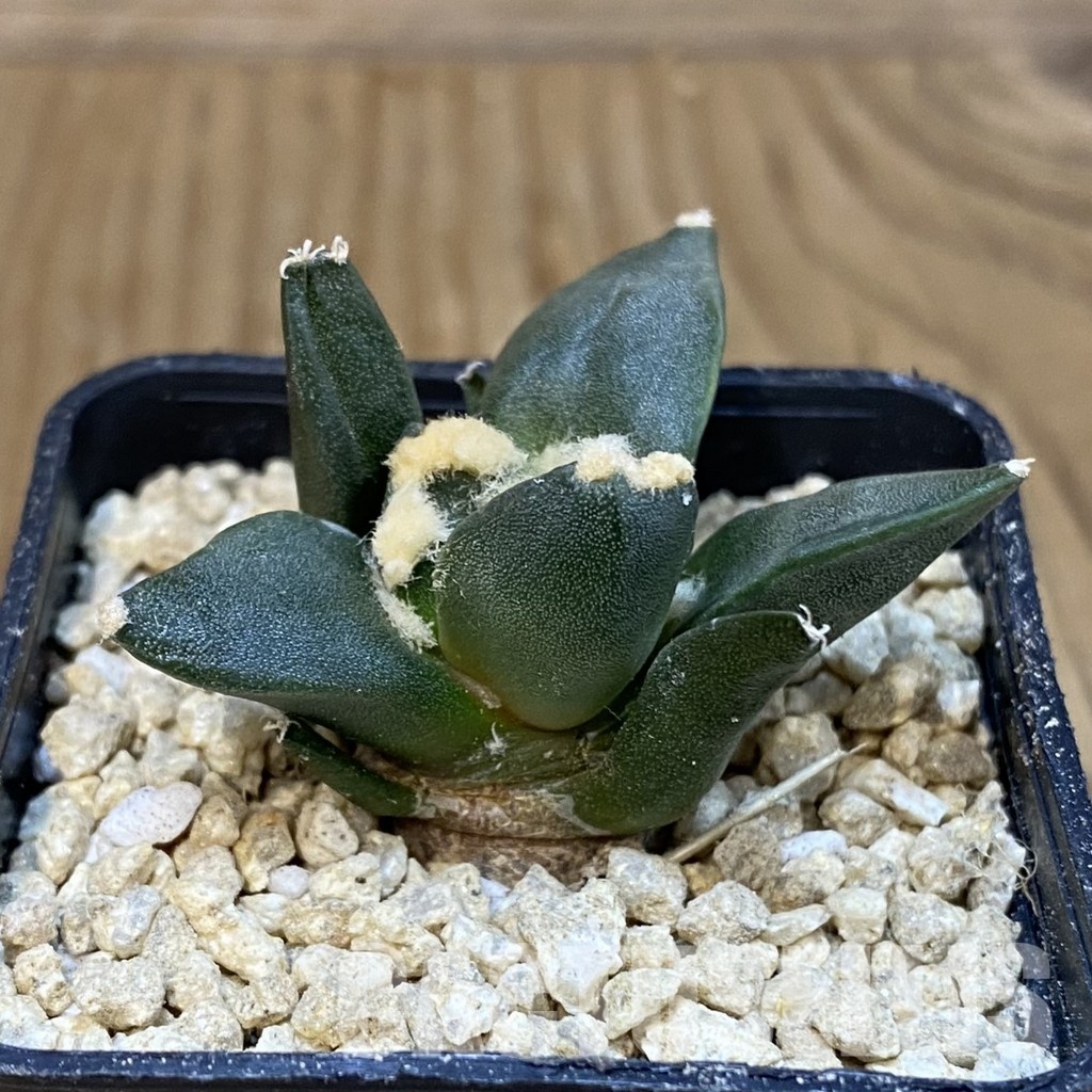 SH30046 Ariocarpus retusus ‘Three Finger’, own roots seedling - Image 2